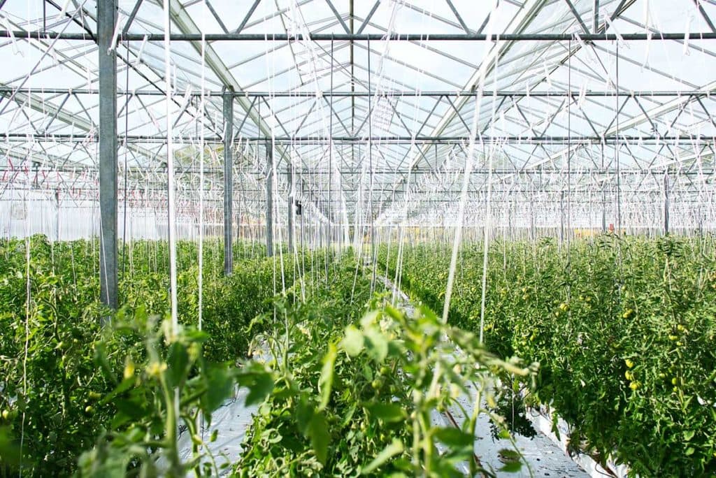 Mental health day brain health greenhouse